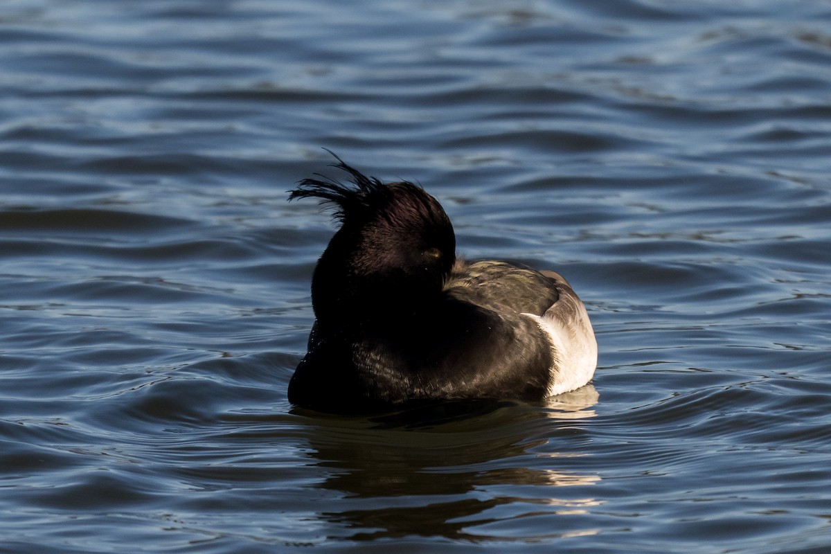 Tufted Duck - ML647131729