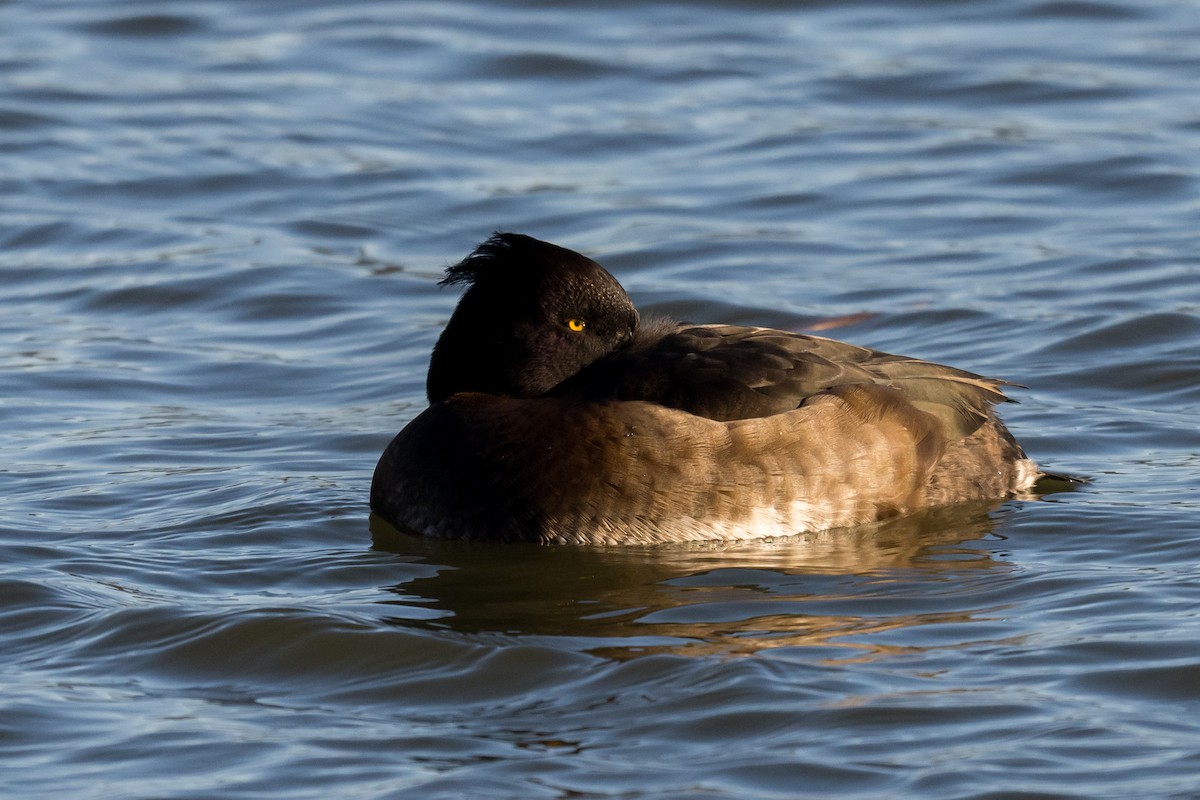 Tufted Duck - ML647131730