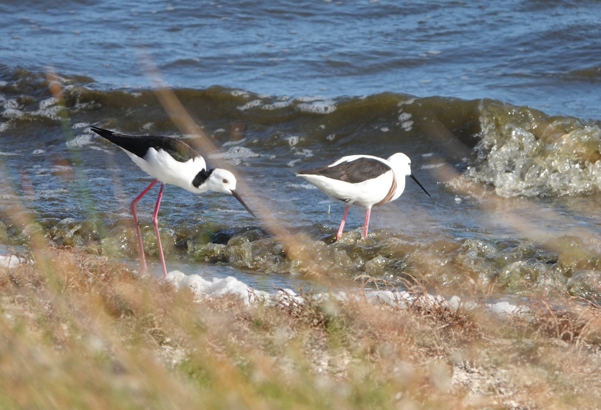 beltestylteløper - ML647131733