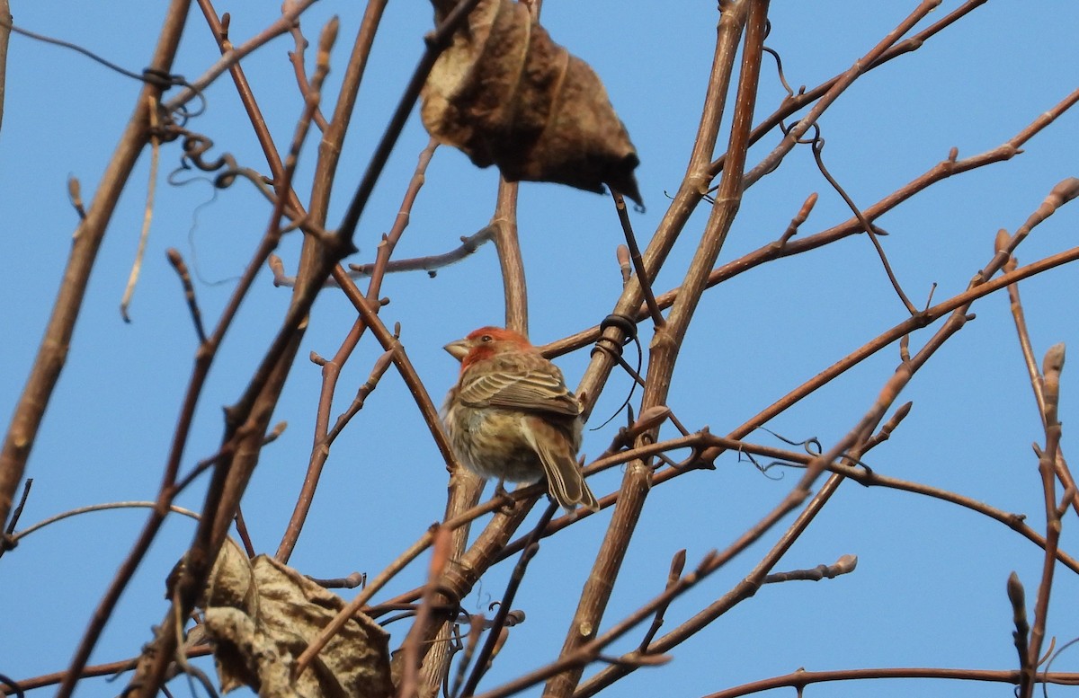 Roselin familier - ML647131749