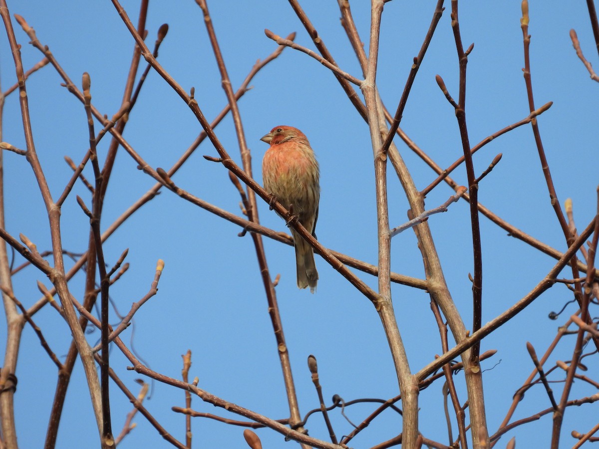 Roselin familier - ML647131750