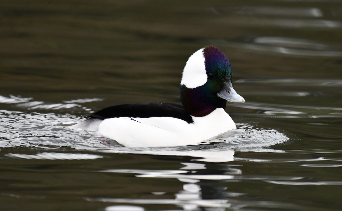 Bufflehead - ML647131754