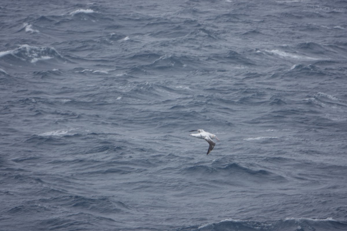 Snowy Albatross - ML647131756
