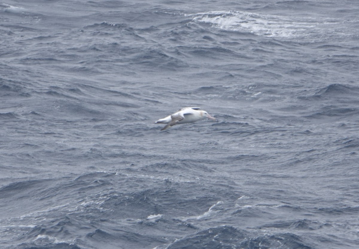 Snowy Albatross - ML647131757