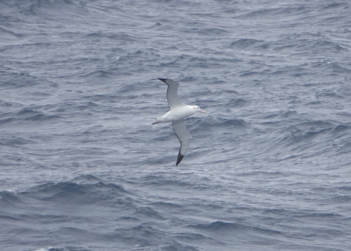 Snowy Albatross - ML647131760