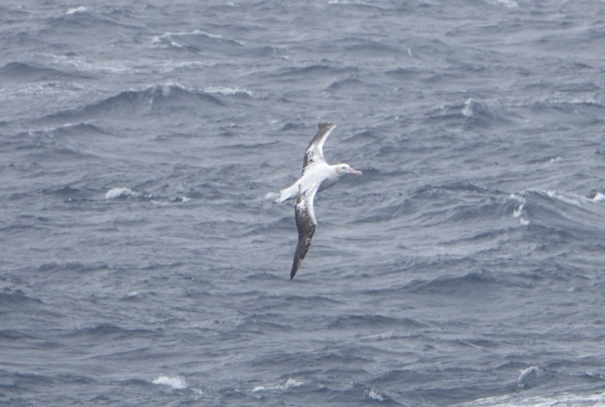 Snowy Albatross - ML647131761