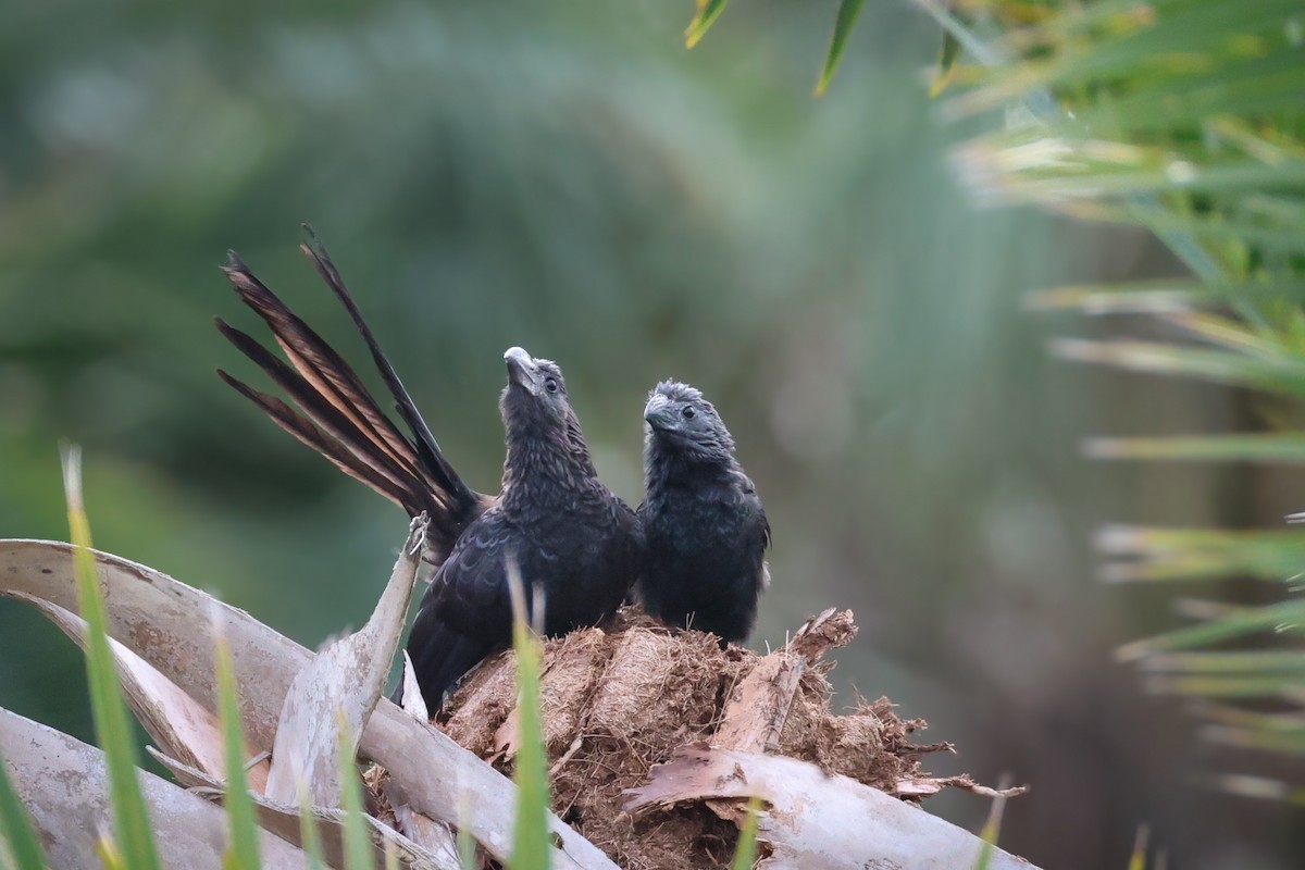 Smooth-billed Ani - ML647131762