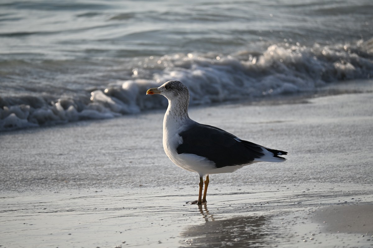 小黑背鷗 - ML647131764