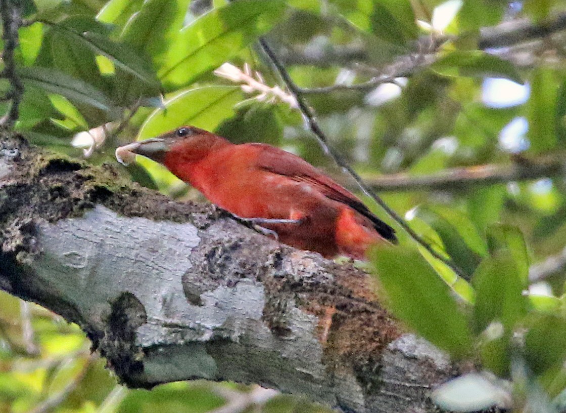 Піранга червона - ML647131767