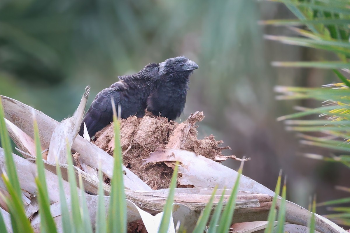 Groove-billed Ani - ML647131774