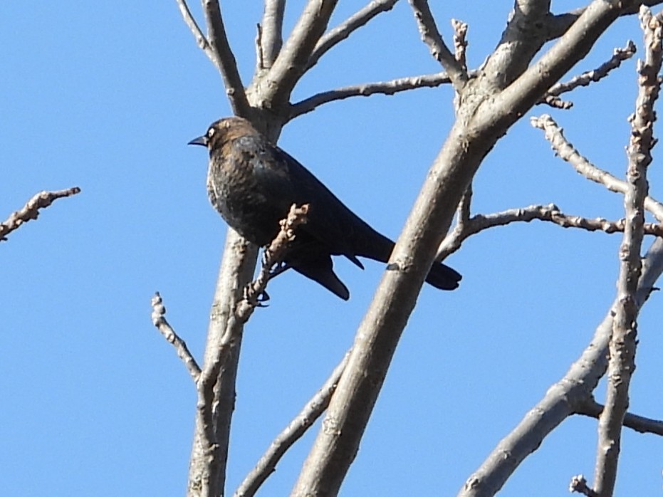 Rusty Blackbird - ML647131775