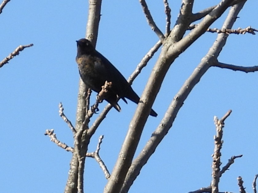 Rusty Blackbird - ML647131776