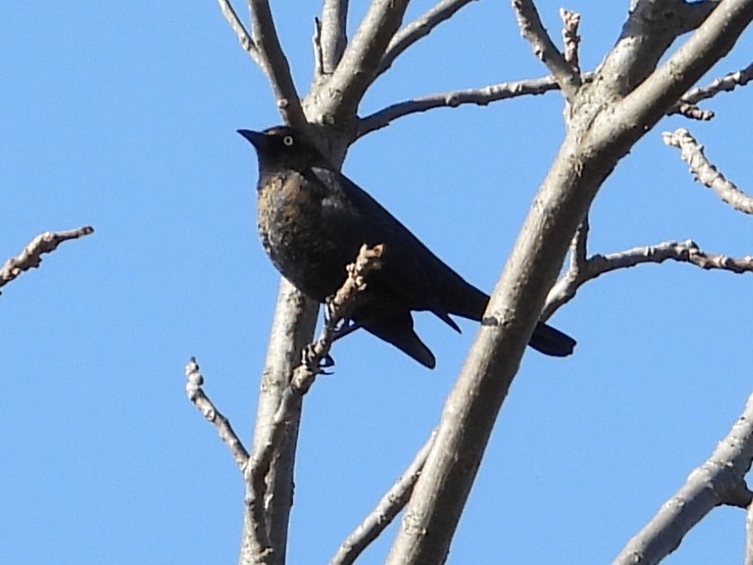 Rusty Blackbird - ML647131777