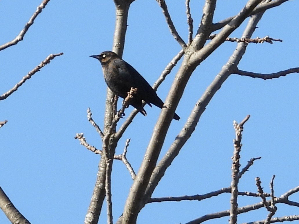 Rusty Blackbird - ML647131778
