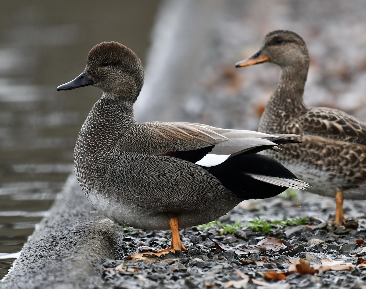 Серая утка - ML647131782