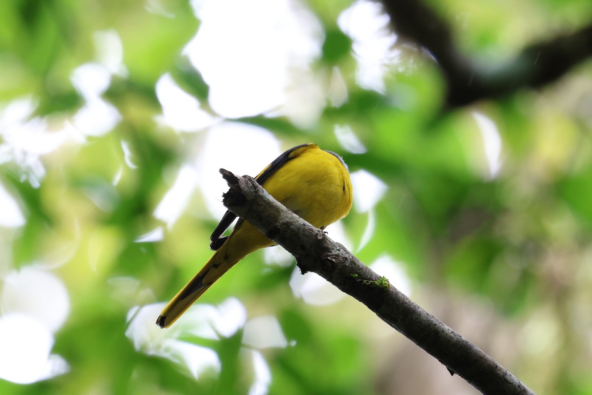 Личинкоїд сірощокий - ML647131783