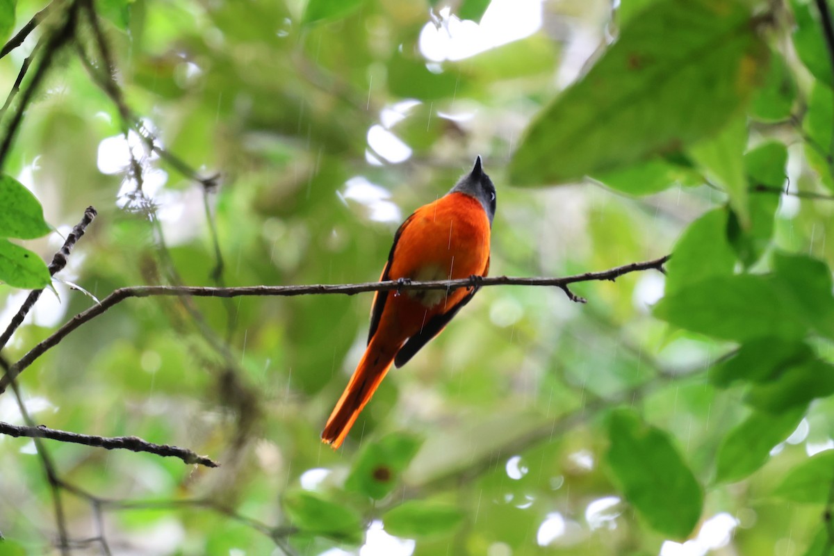 Личинкоїд сірощокий - ML647131784