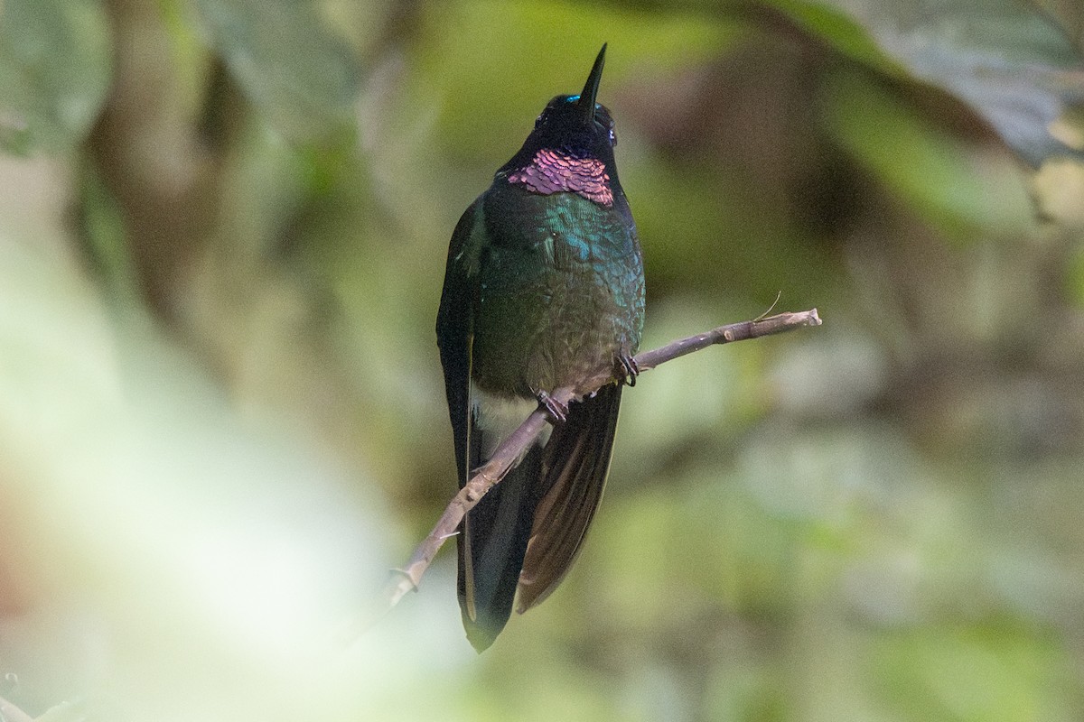 kolibřík turmalinový - ML647131785