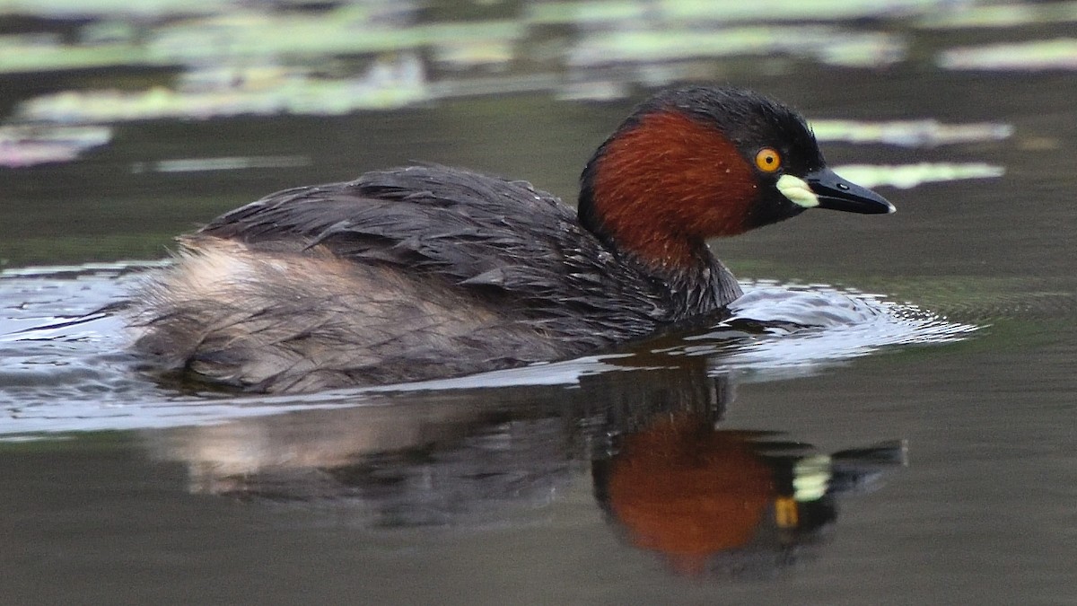 Little Grebe - ML647131787
