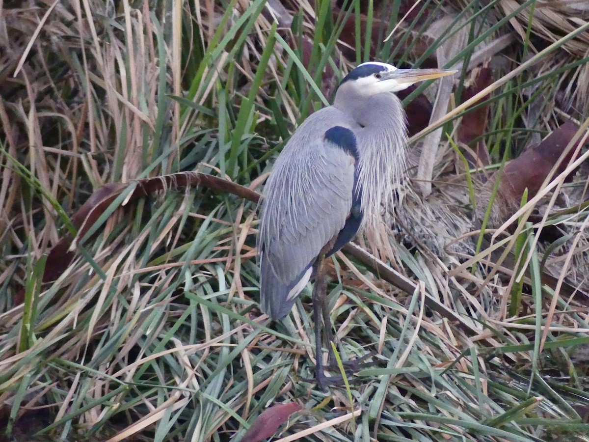 Great Blue Heron - ML647131795