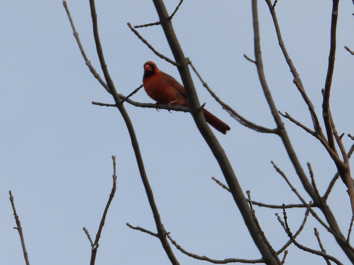 Northern Cardinal - ML647131796