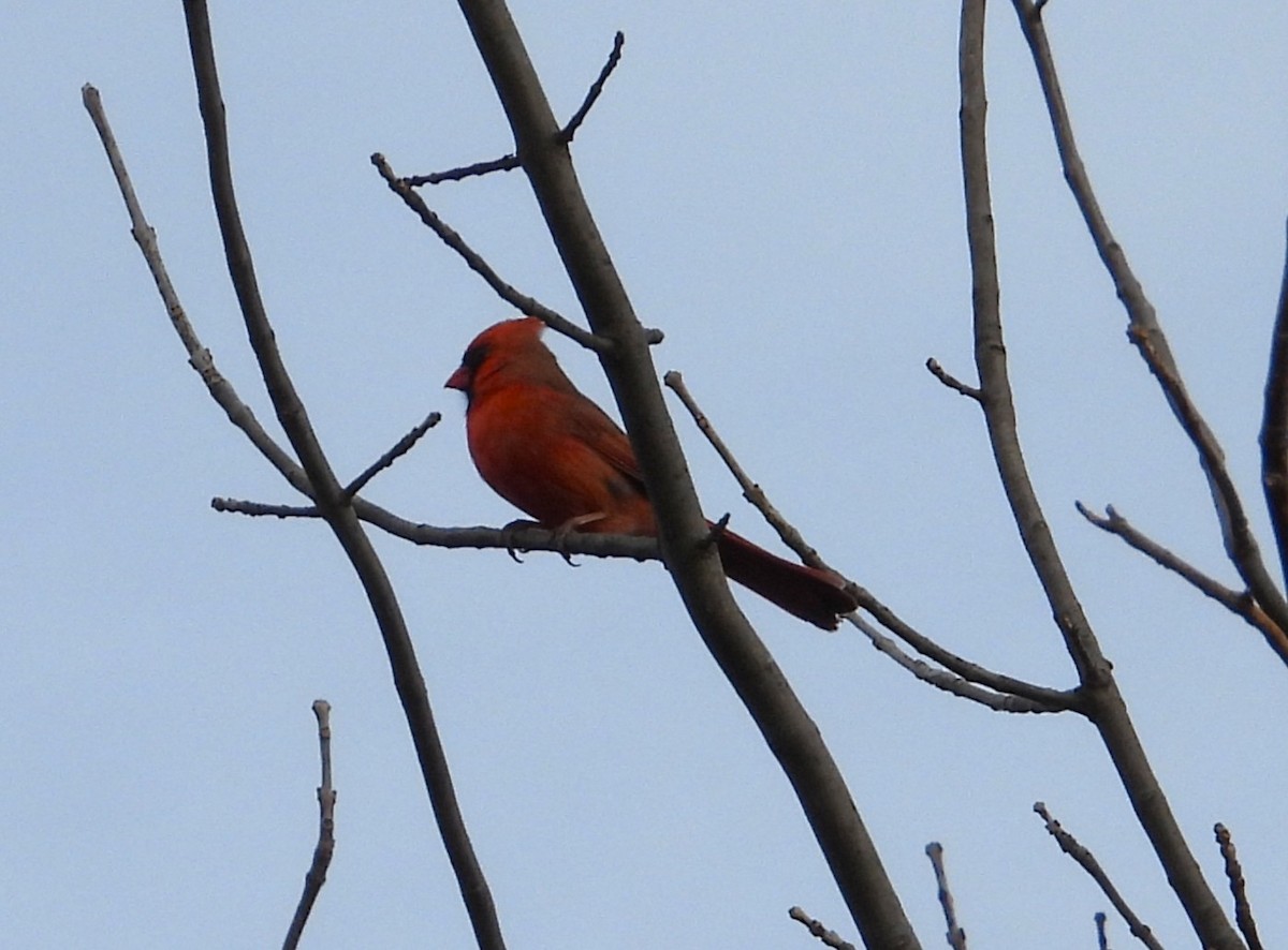 Northern Cardinal - ML647131797