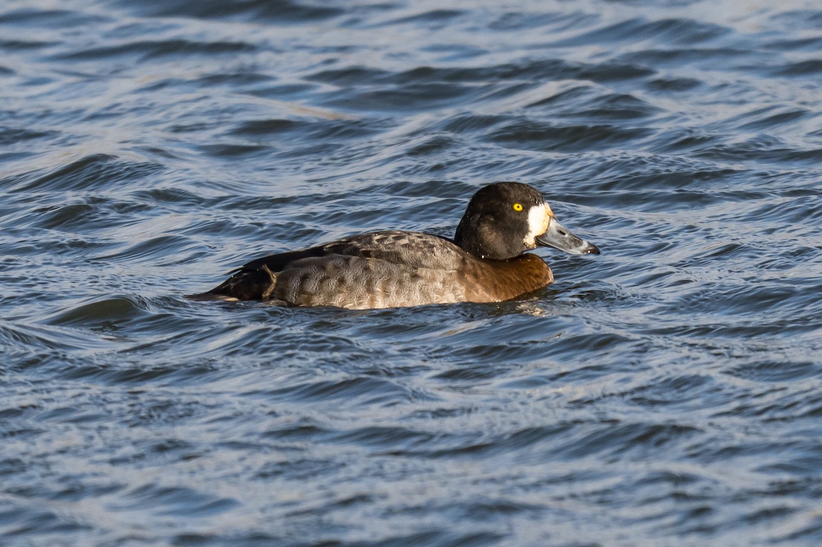 Greater Scaup - ML647131798
