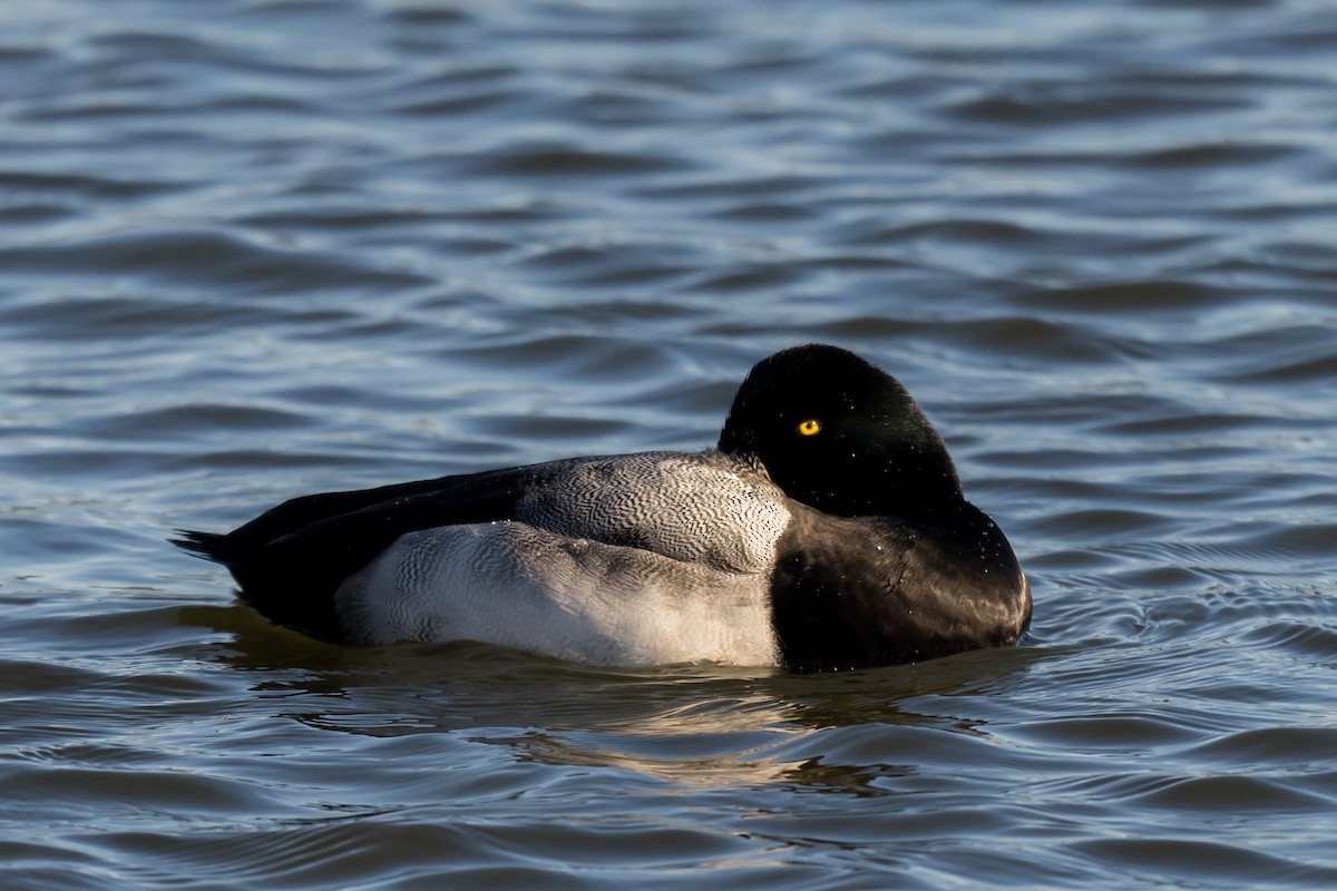 Greater Scaup - ML647131799