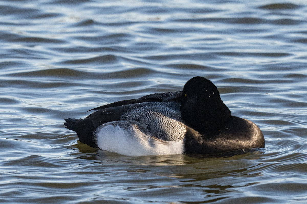 Greater Scaup - ML647131800