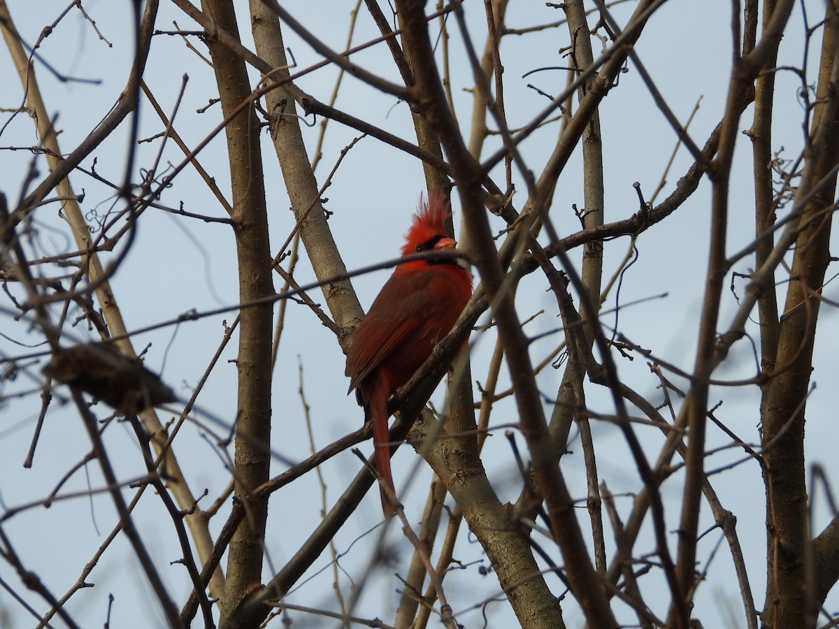 Northern Cardinal - ML647131802