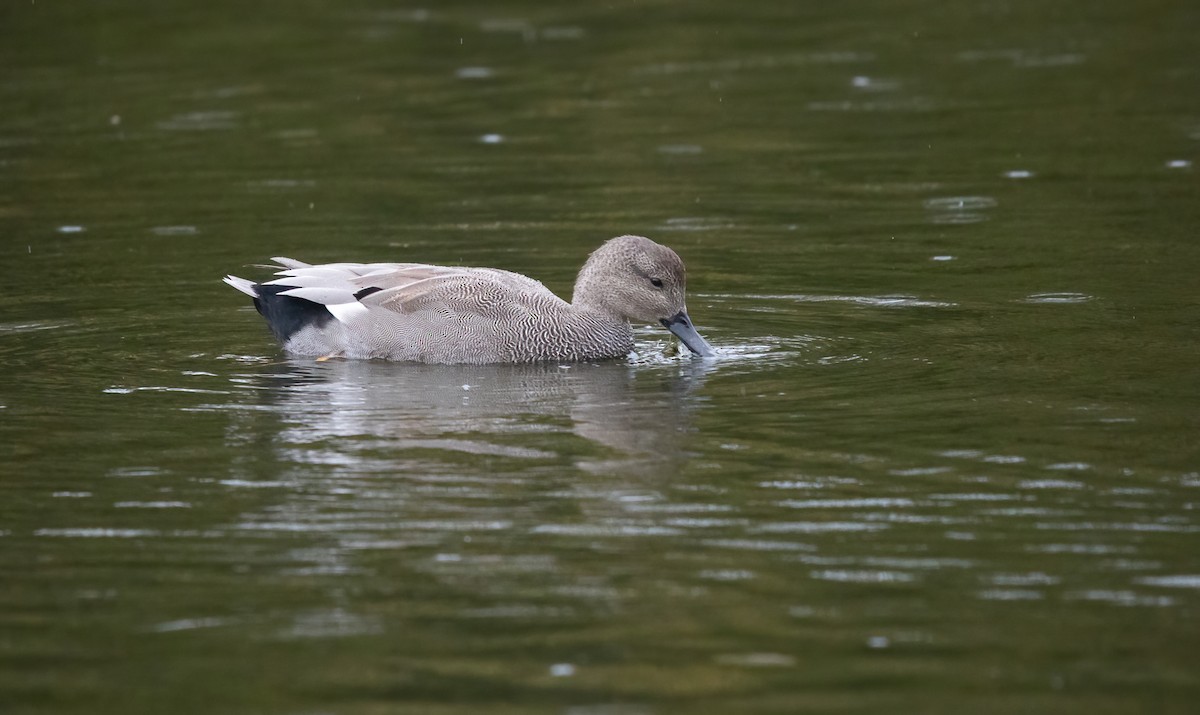 Серая утка - ML647131804