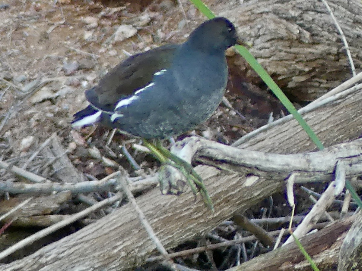 Uroilo amerikarra - ML647131807