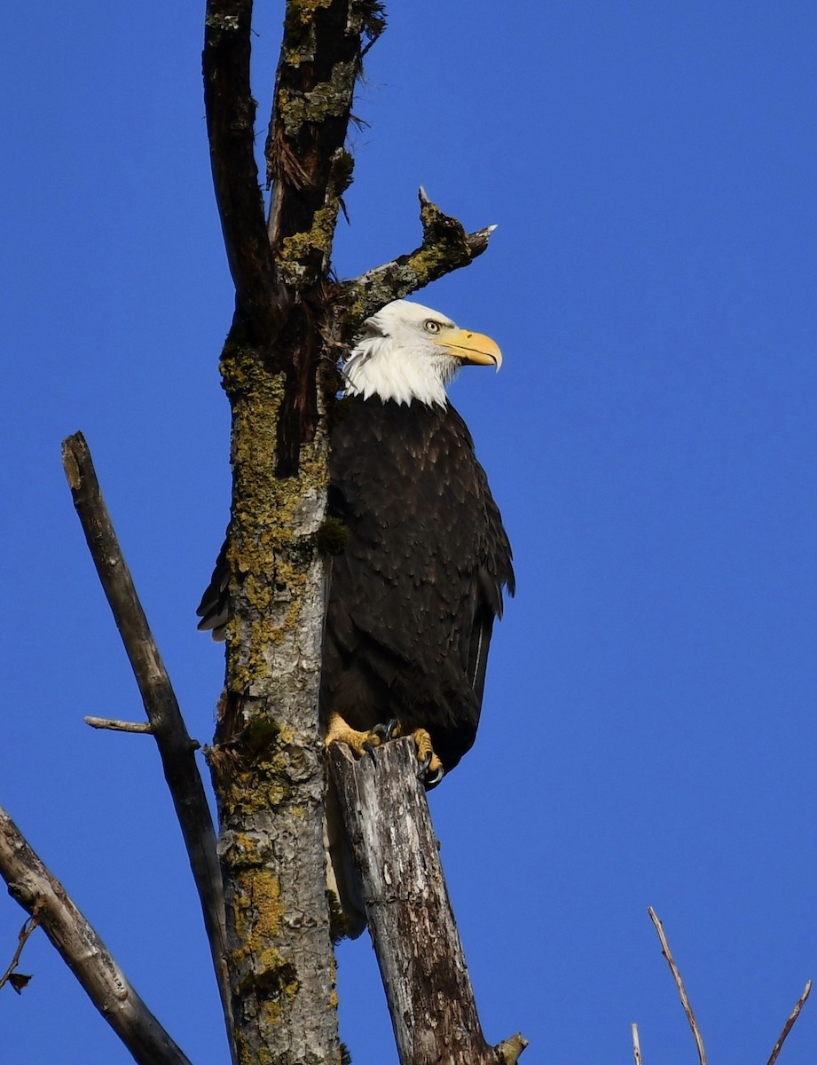 Bald Eagle - ML647131808