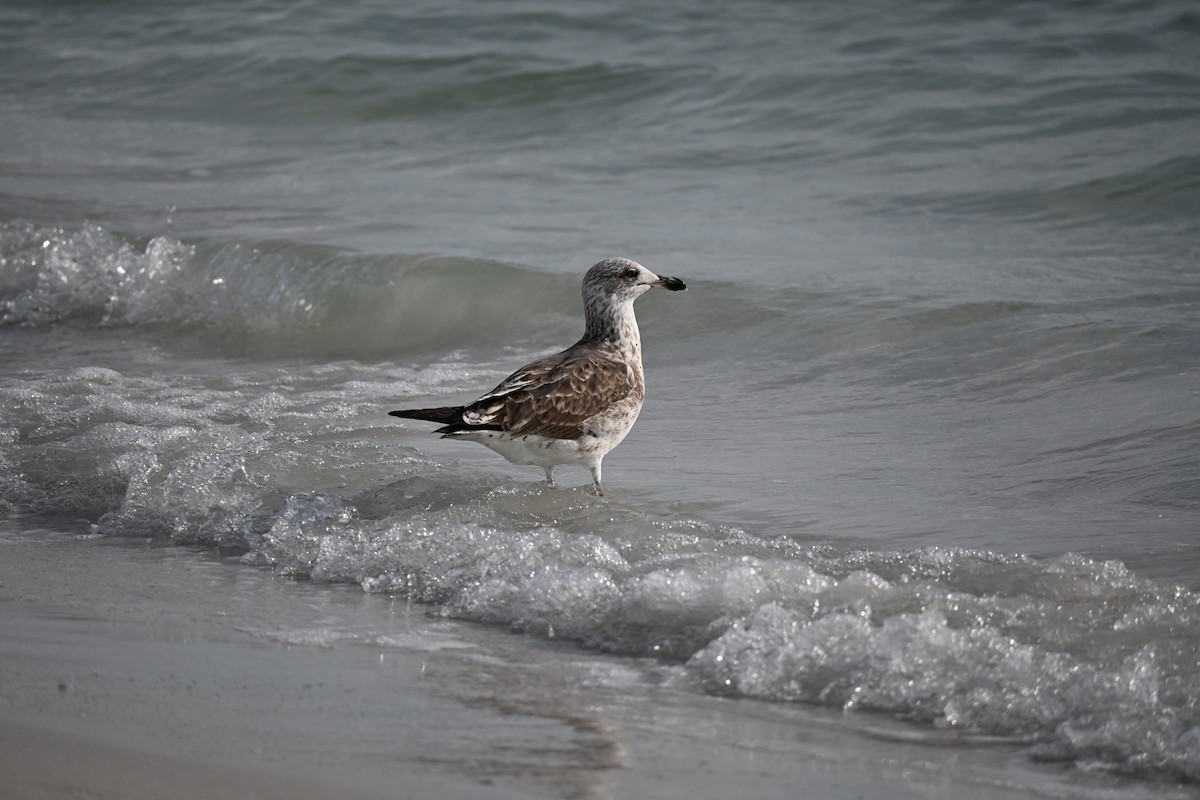 American Herring Gull - ML647131810