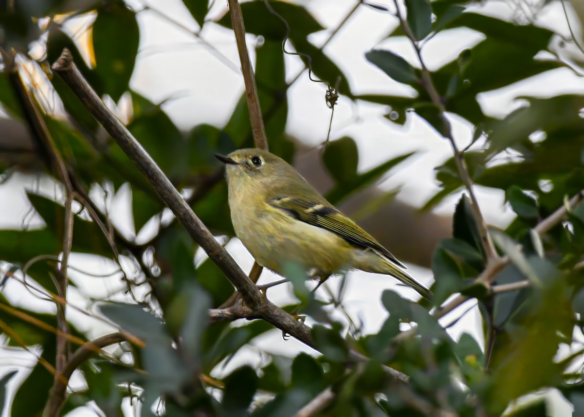 Ruby-crowned Kinglet - ML647131812