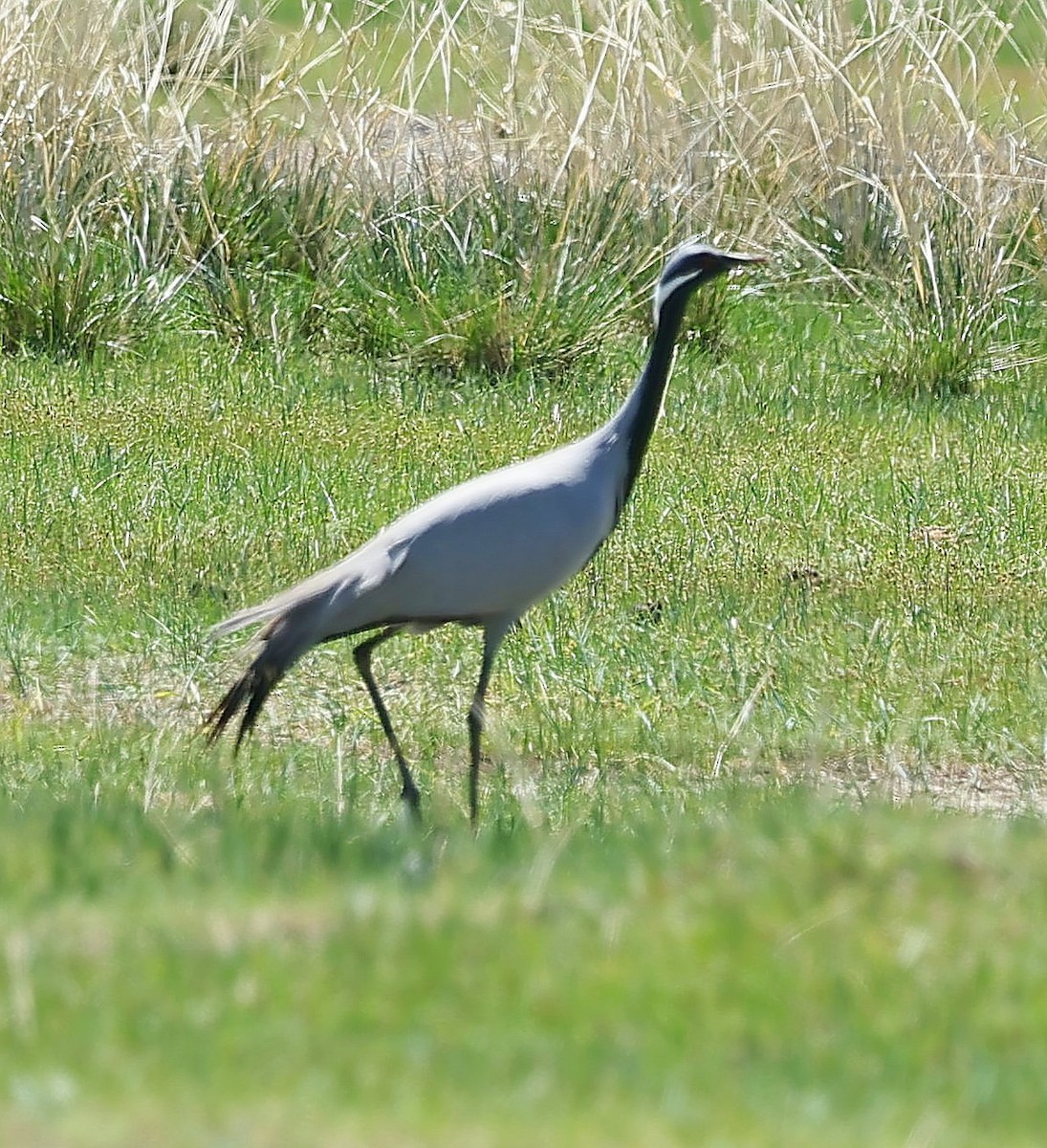 Demoiselle Crane - ML647131813