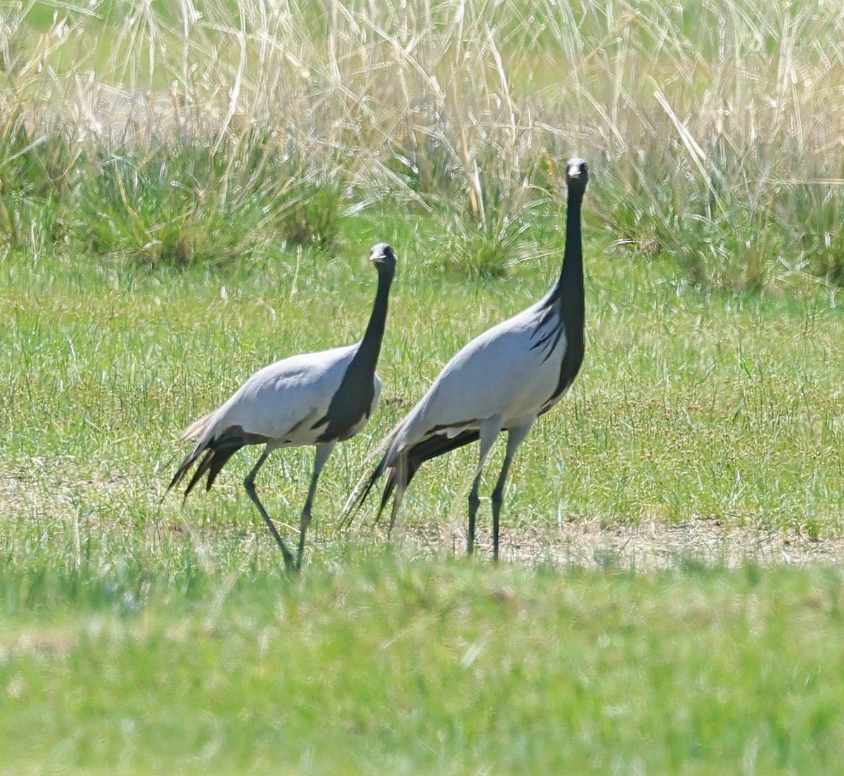 Demoiselle Crane - ML647131814