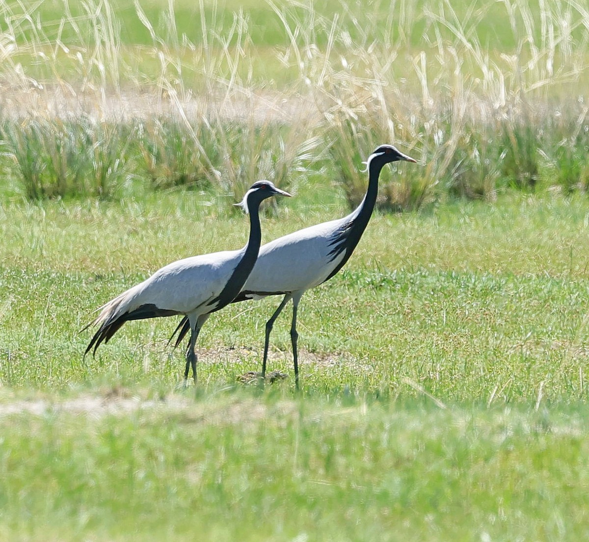 Demoiselle Crane - ML647131815