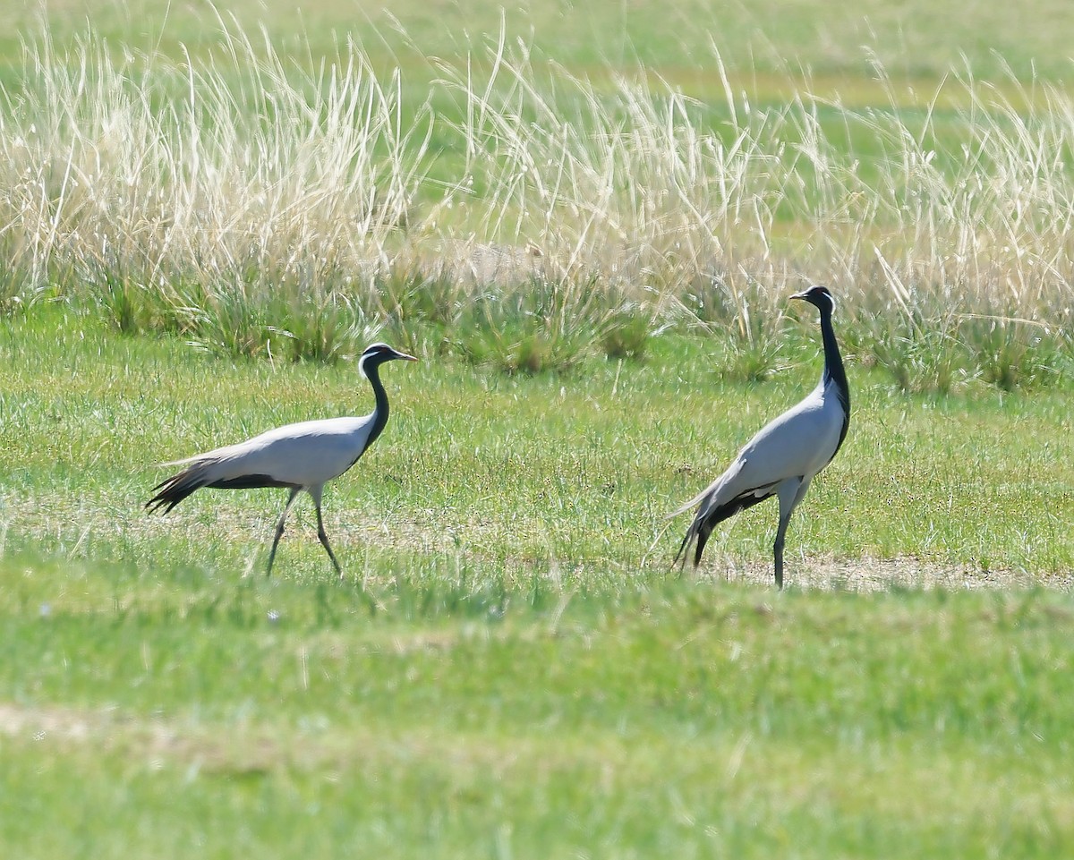 Demoiselle Crane - ML647131816