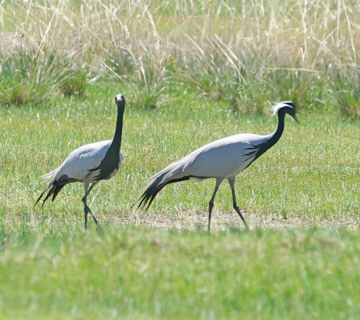 Demoiselle Crane - ML647131817