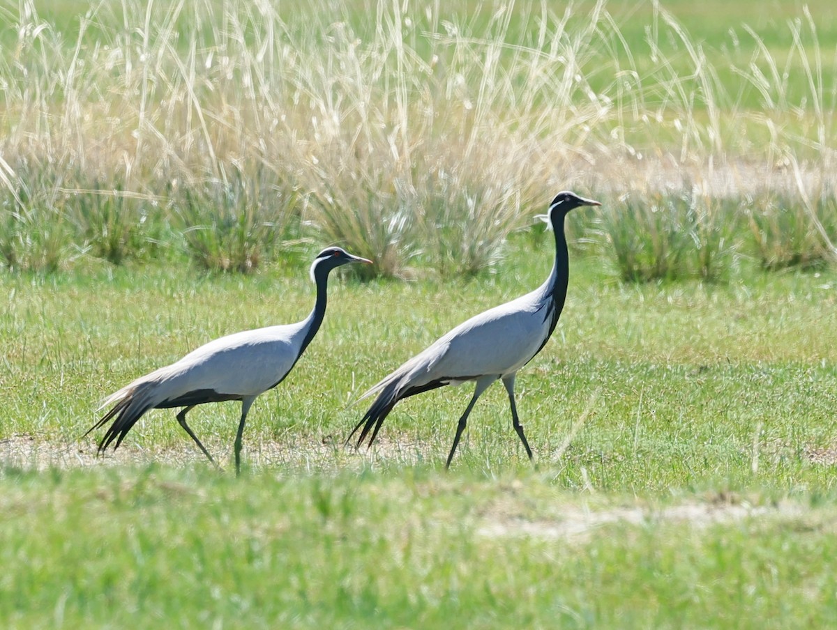 Demoiselle Crane - ML647131818