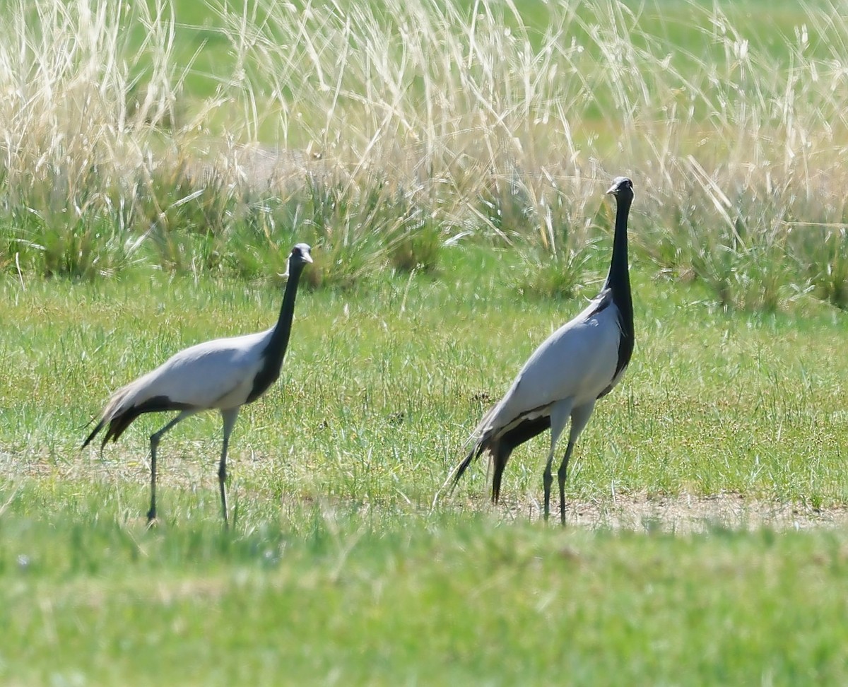 Demoiselle Crane - ML647131819