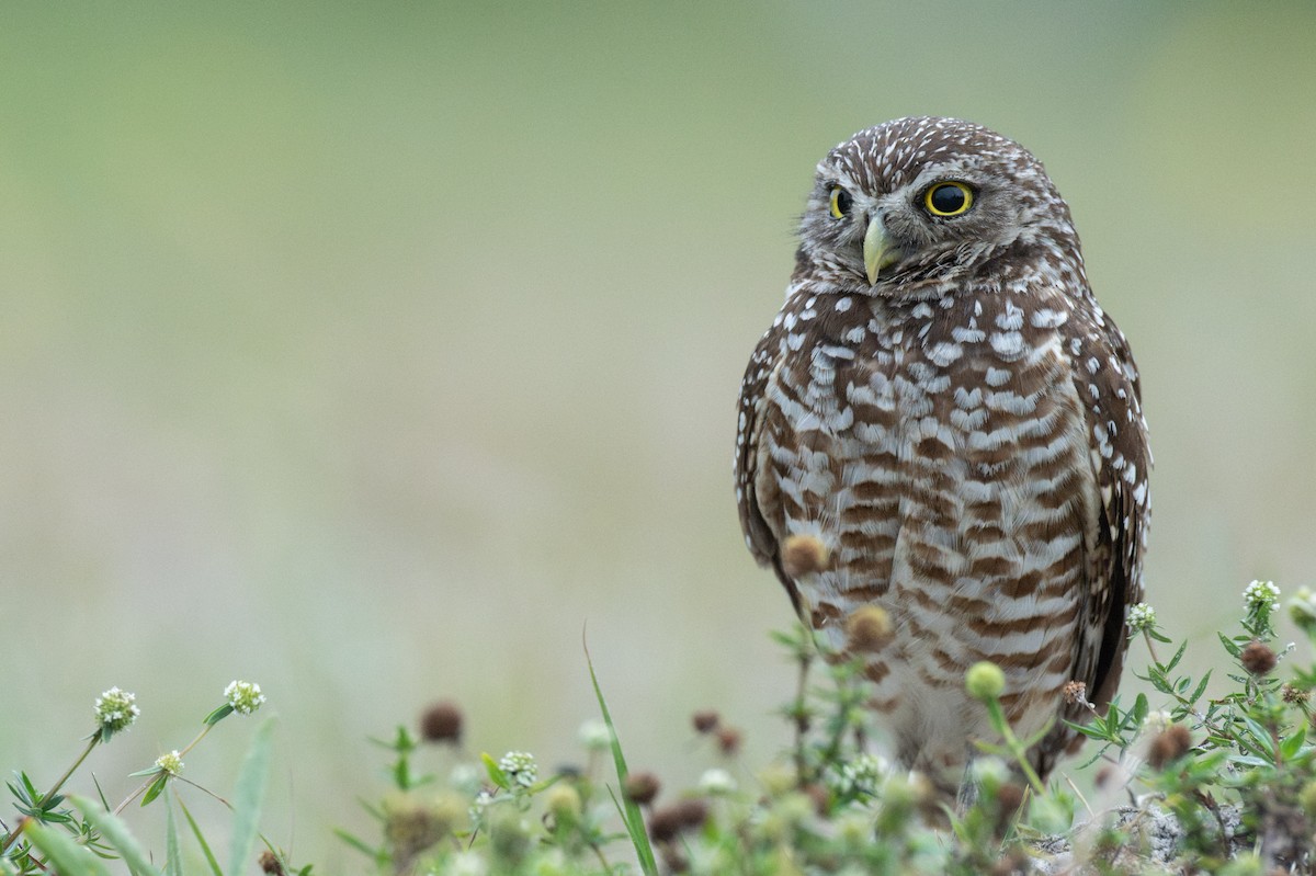 Burrowing Owl (Florida) - ML647131830