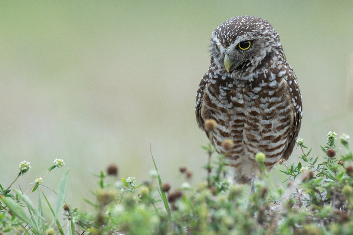 Burrowing Owl (Florida) - ML647131831