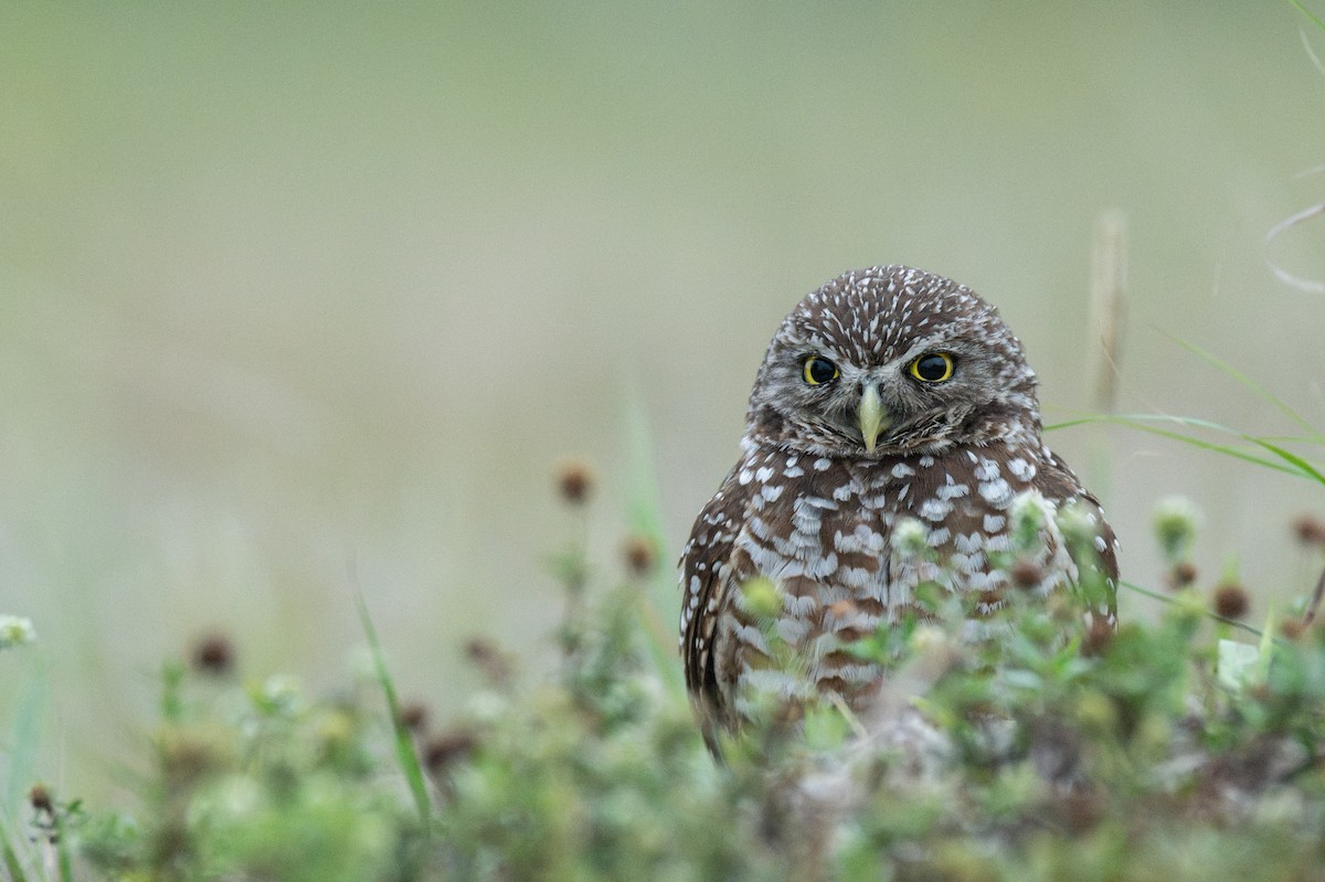 Burrowing Owl (Florida) - ML647131832