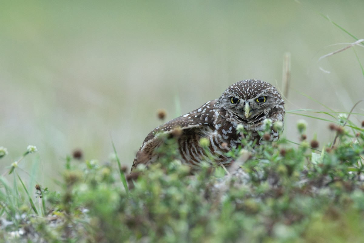 Burrowing Owl (Florida) - ML647131833