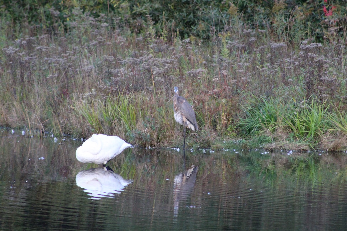 Great Blue Heron - ML647131840