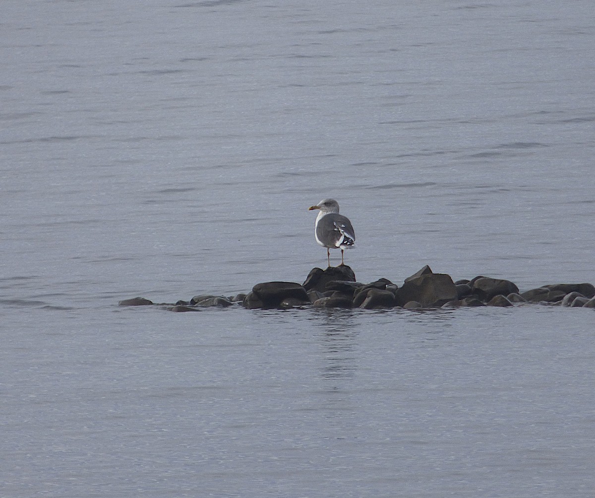 Lesser Black-backed Gull - ML647131842