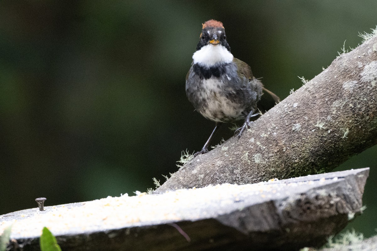 Chestnut-capped Brushfinch - ML647131854