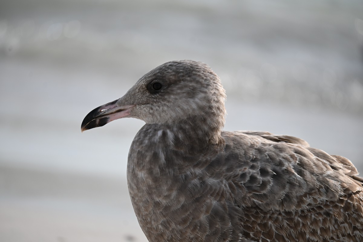 American Herring Gull - ML647131855